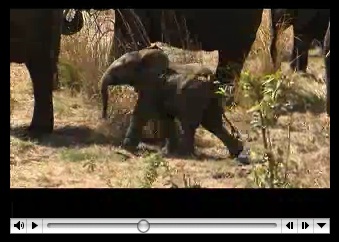 babyElephant.jpg