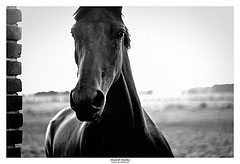 blackhorse.jpg