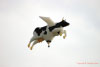 cows.jpg