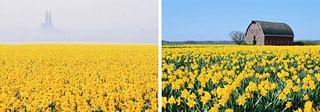 daffodil01.jpg