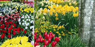 daffodil02.jpg