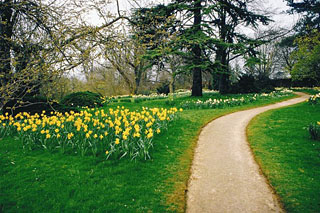 daffodil03.jpg