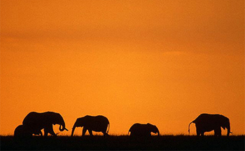 herd-of-african-elephants.jpg