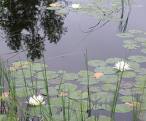 images-1